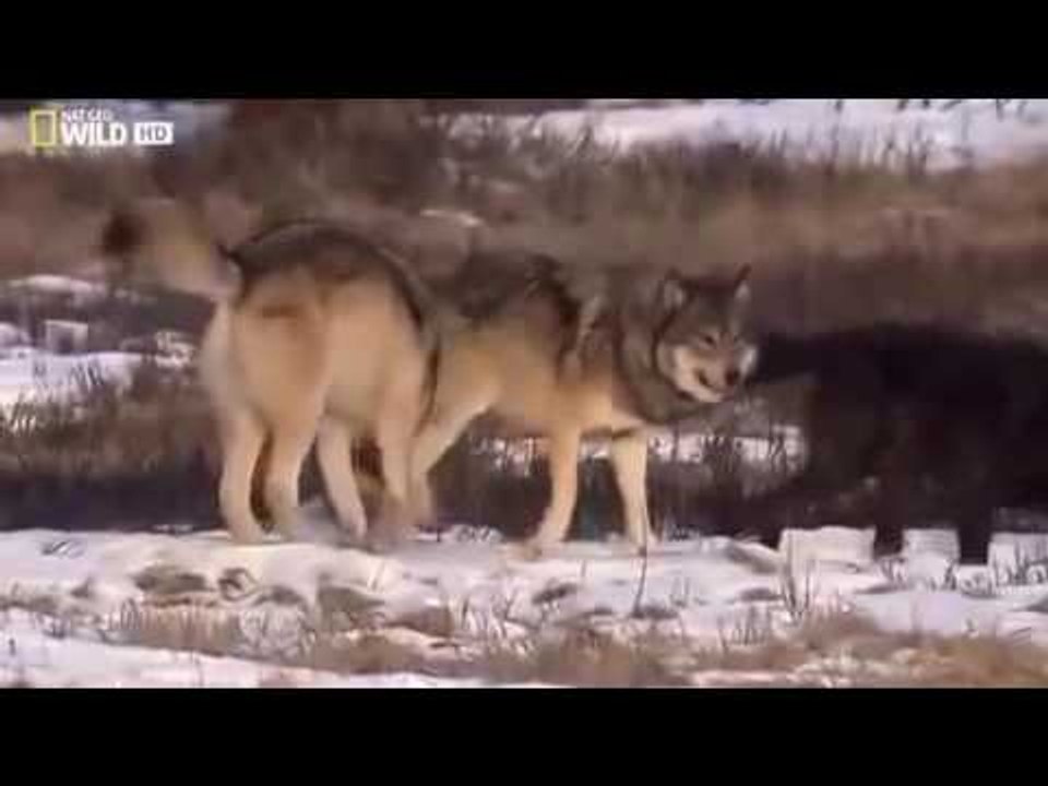 National geographic - Black Wolf's Secret Life - BBC wildlife animal documentary 2016