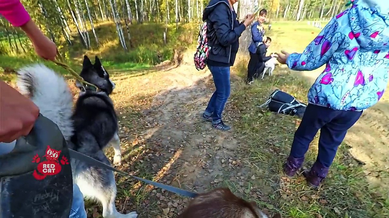 FUNNY HUSKY VIDEOS! Husky Dog Funny Videos! Funny Husky Talking & Racing Sled Dogs: Funny Husky Dogs