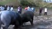 Most Awesome Buffalo Fighting Festival - Best Funny videos try not to laugh CRAZY Buffalo Fails #6