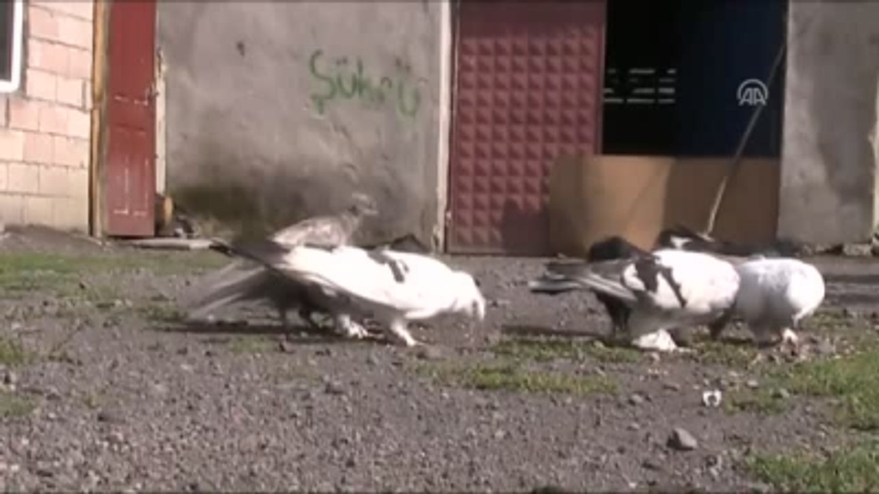 Tedavi Ettiği Güvercin, Tutkusu Haline Dönüştü