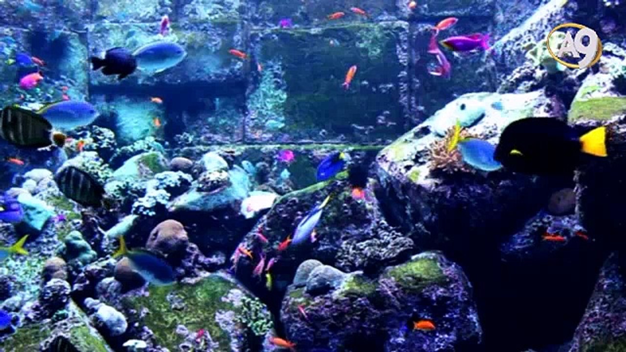 Sohbetler (29 Eylül 2016; 20:00)