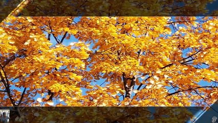 Fekete János "Vágyakozás"