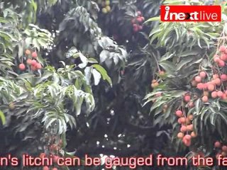 Dehradun  Litchi production set to rise