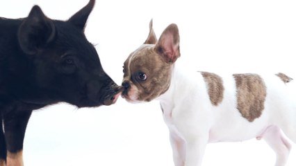 Puppies meeting other animals for the first time