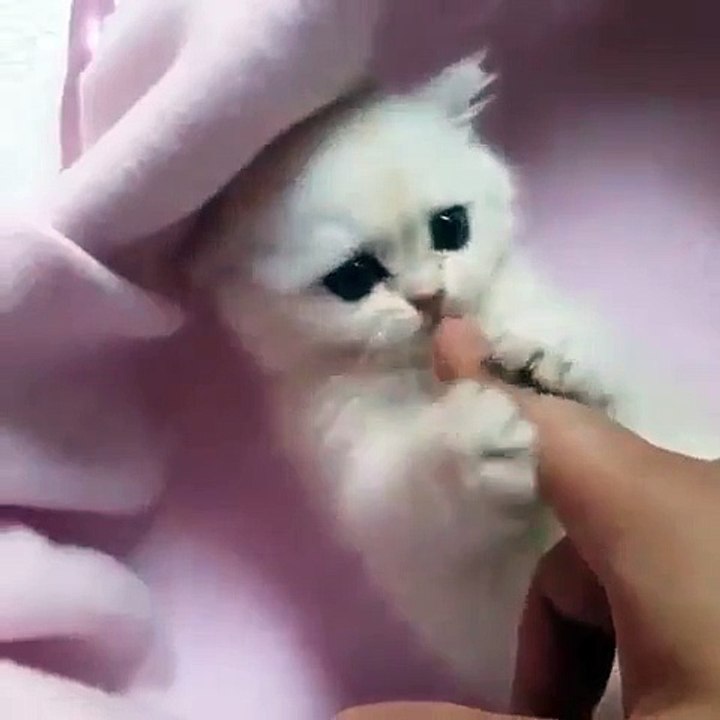 Baby Cat