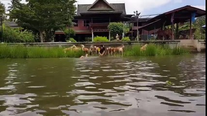 Guy Swims With 16 Golden Retrievers