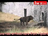 Kanpur zoo welcomes asiatic lions