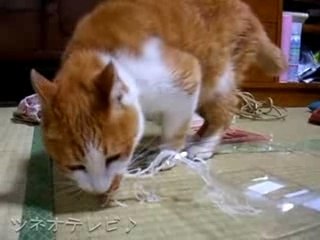 The cat which eats a Japanese radish well