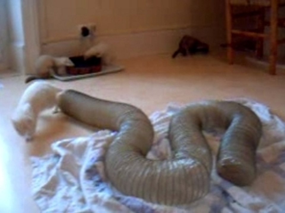 Mes furets 2