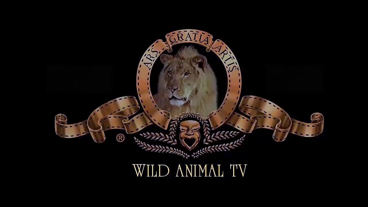 Native Americans attack Antelope, Lion, hippopotamus, Elephant, 15 CRAZIEST Animal attacks On Camer