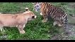 Top 10 Lion Attack Big Baboon vs Buffalo, Leopard, Tiger, Bear & Deer, Zebra