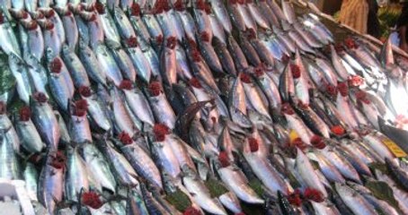 Palamut Avında Son 11 Yılın En Verimli Dönemi Yaşanıyor