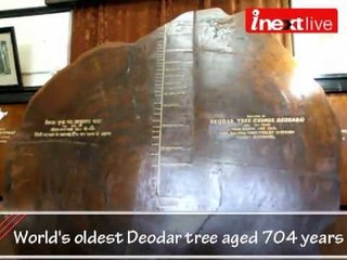World's oldest Deodar tree aged 704 years