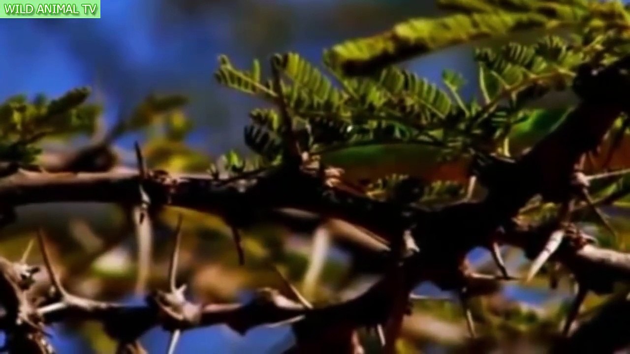 León vs León, Cocodrilo vs Jabalí, la Serpiente, El León Mata A la Muerte Más Increíble de Animales Salvajes Ataque