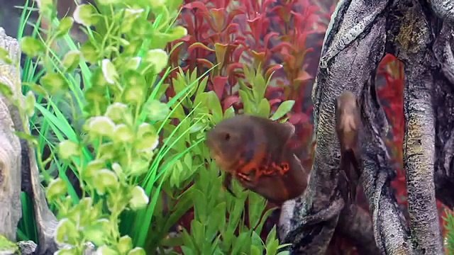 Aquarium Care and Fish Tank Water Care - PetSmart