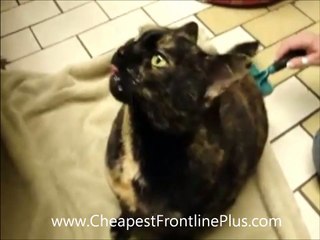 a couple of these cats on that catnip!