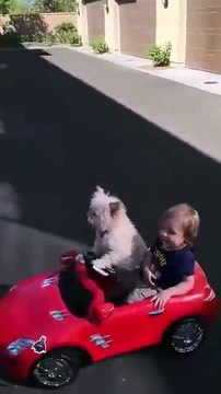 T'inquiète je prend le volant! Chien adorable conduit la voiture