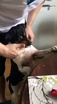 Un chien se fait brosser les dents