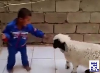 دنبے کے ساتھ بچے کی لڑائی دیکھیے پھر کون جیتا