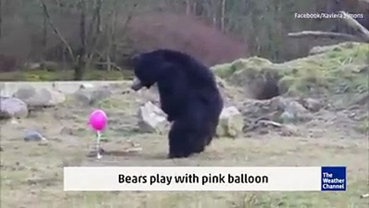 Sevimli Ayiciklarin Balonlu Oyunu