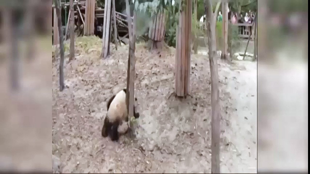 Panda Bear Falls out of tree