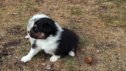 Jolie et ses bébés 01 10 2016