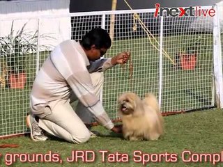 50th Championship Dog Show in Jamshedpur