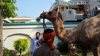 Beautiful Camel Qurbani in Gujranwala Wapda town 2016