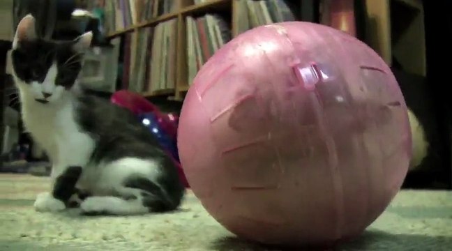 Kitten Loves Playing In The Hamster Ball.....Cute