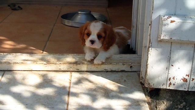 027 Femelle cavalier blenheim portee Herianne x Indigo 1016