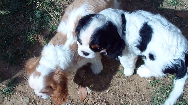 015 Mâle tricolore cavalier portee Herianne x Indigo 1016