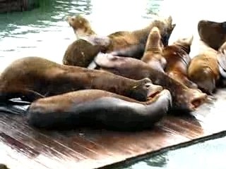 San francisko  PIER 39