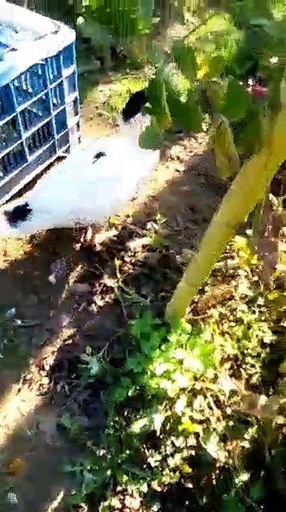 Funny duck
