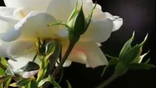 O MEU JARDIM