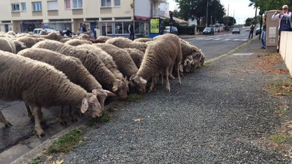 Transhumance urbaine de Villenave-d'Ornon : les moutons trouvent toujours à manger