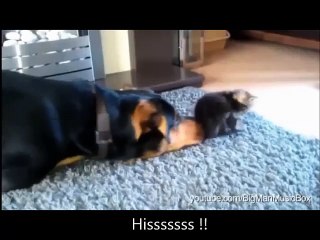 Cats & Dogs: The Heartwarming Power of Friendship 🐾