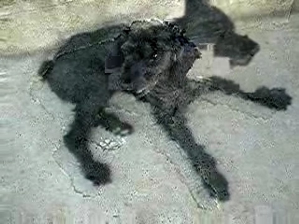 mon chien, Martin qui se reveille