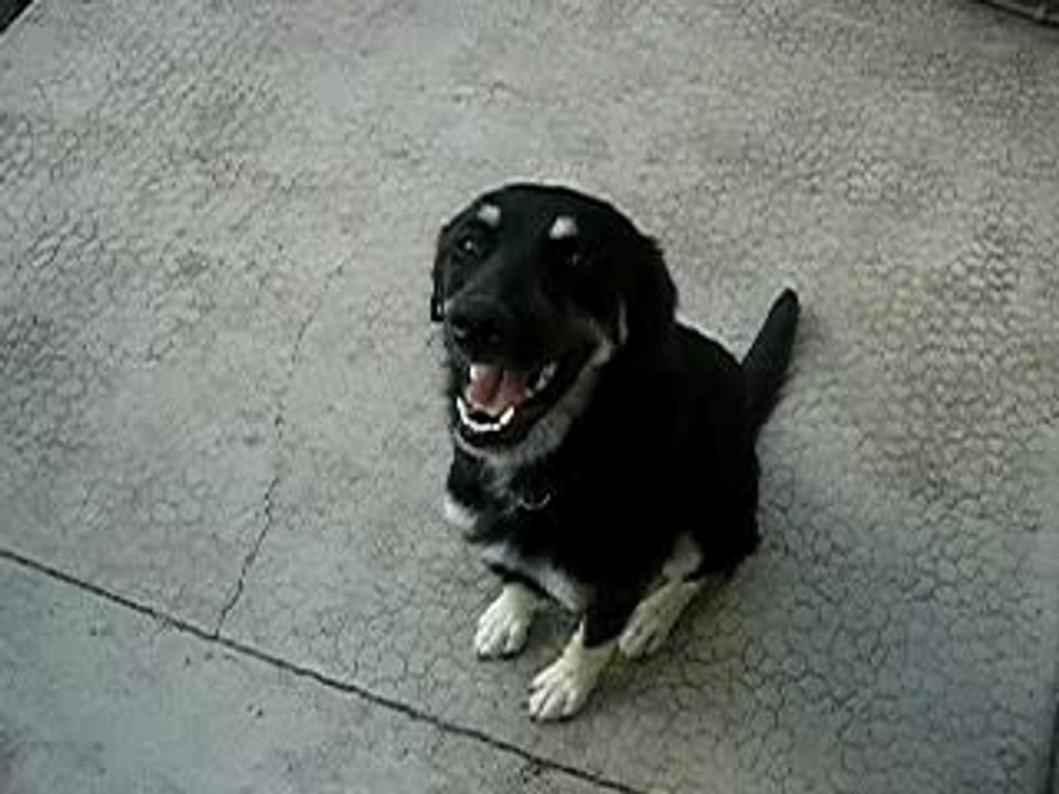 Lune, ma princesse hovawarte.