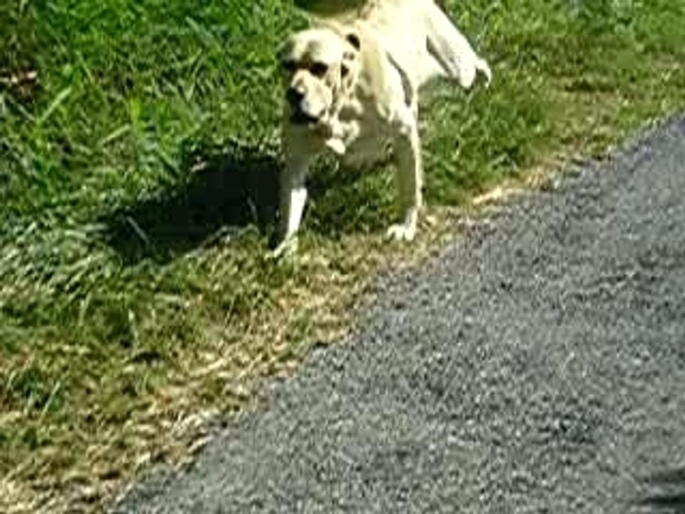 mes chiens, Vidocq et Vounie, font la course