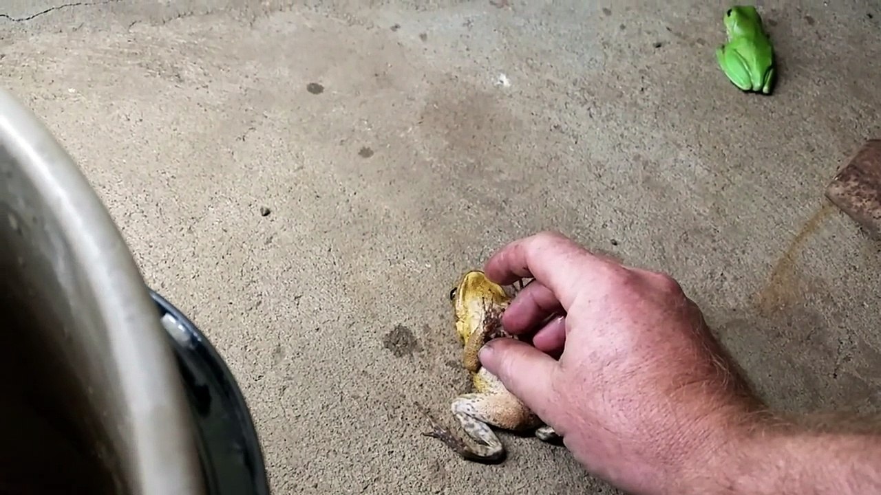 Australian Toad Stacking