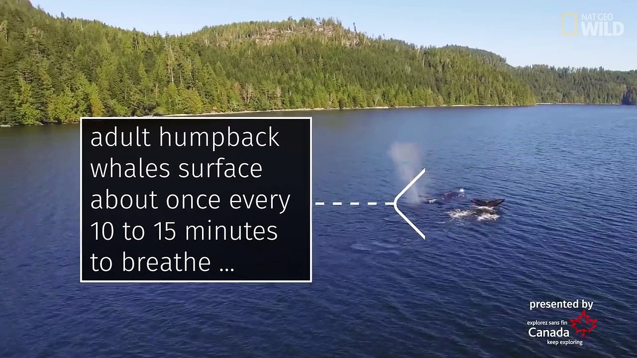 Do Your Swimming Skills Match Up to a Humpback Whale’s ll National Geographic