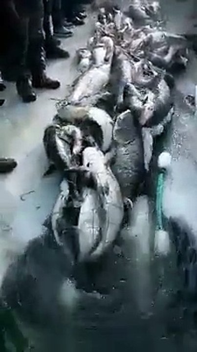 Buzun Altında Tonla Balık Çıkardılar