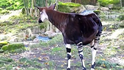 Is it Zebra or Giraffe? OKAPI
