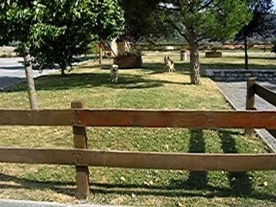 mes chiens qui sautent