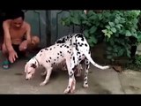 ✔ NEW VIDEO FUNNY DOGS MATING PART 1 - FUNNY VIDEO - FYNNY ANIMALS