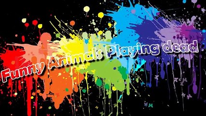 [Most Funny] Funny Cats Playing Dead Funny cat videos 2014 Funny Cat Videos