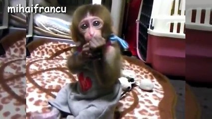 Baby Monkey - A Funny And Cute Baby Monkey Videos Compilation - NEW HD