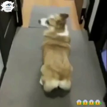 Bubble Butt | Bubble | Butt | dogs | dogs funny | dogs dancing