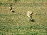 mes chiens, Vidocq et Vounie, qui courent ds les champs