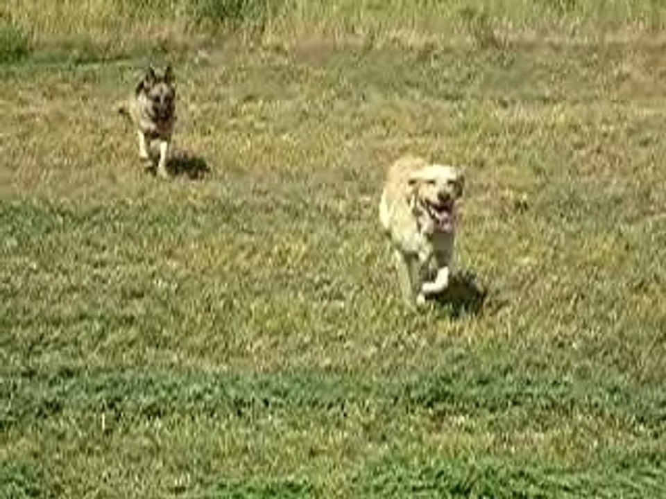 mes chiens, Vidocq et Vounie, qui courent ds les champs